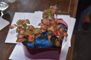 LTB Teraryum Atölyesi ile çocuklar ve yetişkinler fanusa bitki ekimini öğrendi 6 LTB Teraryum Atölyesi ile çocuklar ve yetişkinler fanusa bitki ekimini öğrendi