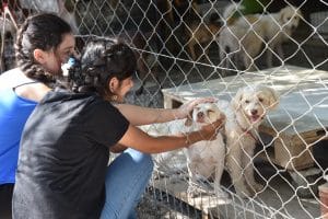 “Mamanı Al Da Gel” etkinliği Lefkoşa Barınağı’nda Yapıldı 6 “Mamanı Al Da Gel” etkinliği Lefkoşa Barınağı’nda Yapıldı
